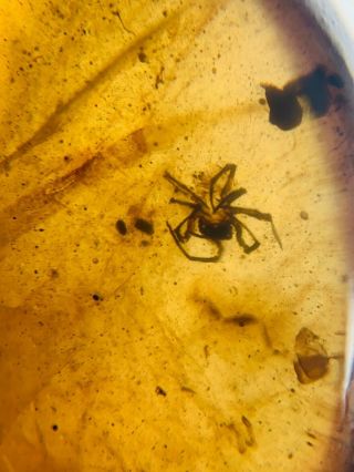 Small Arachnida Spider Burmite Myanmar Burmese Amber Insect Fossil Dinosaur Age