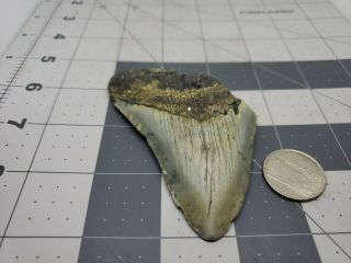 Megalodon Unrestored 3.  63 Inch Prehistoric Huge Meg Tooth Fossil 585