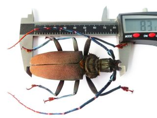 Cerambycidae/ Prioninae Xxl Mallaspis Scutellaris A1 83mm Huge Male - Peru