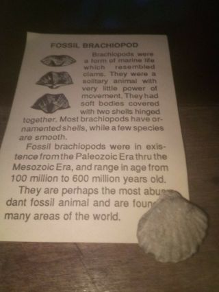 Devonian Brachiopod - Spinatrypa Subspinosa With Id Card.