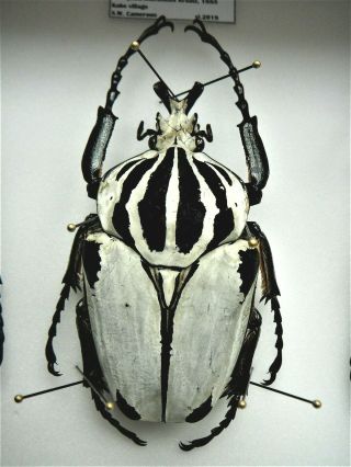 Cetoniidae,  Goliathus Goliathus Quadrimaculatus,  Full White,  A1,  Big 87 Mm,  Cameroon