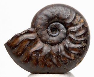 Ammonite Sea Shell Hematite Fossil Mineral Specimen W/ Display Case & Id Card