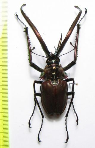 Lucanidae,  Chiasognathus grantii,  Chile 84 mm 2