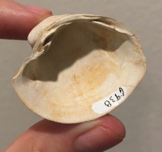Maryland Fossil Bivalve Isocardia Miocene Fossil 2