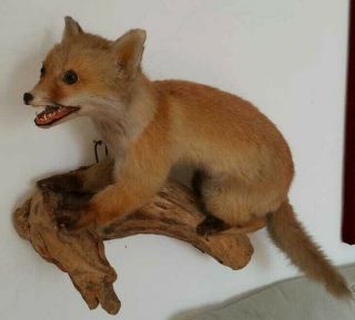 Adorable Vintage Cute Red Fox Taxidermy,  Pre 1947