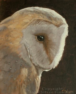 Barn Owl Oil Painting By Award Winning Master Artist John Silver.  Ba