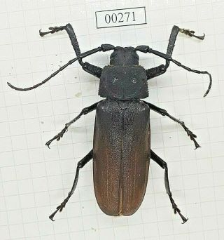 Prioninae Coleoptera Cerambycidae Beetle Entomology Real Insect