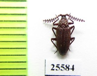 Tenebrionidae Sp. ,  Vietnam