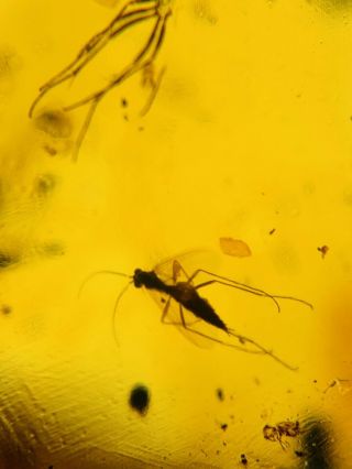 Unknown Bug&mosquito Fly&beetle Burmite Myanmar Amber Insect Fossil Dinosaur Age