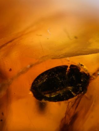 Unknown Beetle&cicada Burmite Myanmar Burmese Amber Insect Fossil Dinosaur Age