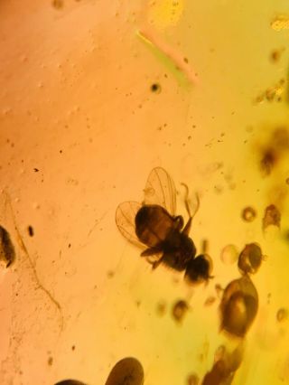 Unknown Fly&plant Spire&beetle Burmite Myanmar Amber Insect Fossil Dinosaur Age