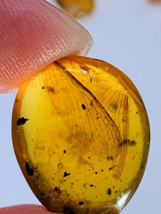 1.  27g Unknown Bug Wings Burmite Myanmar Burmese Amber Insect Fossil Dinosaur Age