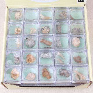 Hn - 1 Box Protolith Specimen Ammonite Shark Teeth Gastropod Coral Fossils Stone