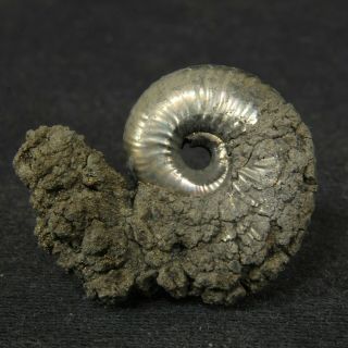 0.  9in/2.  4cm Incredible Shine Pyrite Ammonite Funiferites Jurassic Russian Fossil