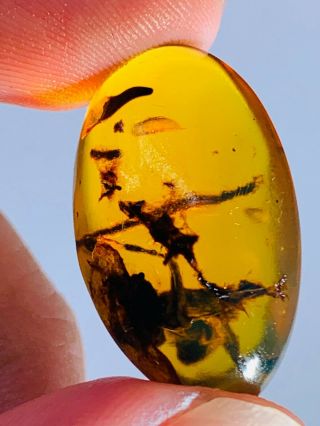 2.  43g Unknown Items Burmite Myanmar Burmese Amber Insect Fossil Dinosaur Age