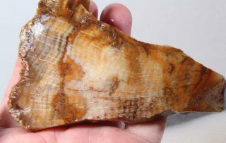 Oregon Agatized Fossil Petrified Wood Rough Slab 4.  8 Oz.  99¢ Start