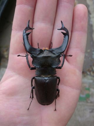 Coleoptera Lucanidae Lucanus Cervus/a1/82 Mm/ Ukraine/very Massive