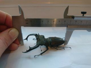Coleoptera Lucanidae Lucanus cervus/A1/82 mm/ Ukraine/Very massive 2