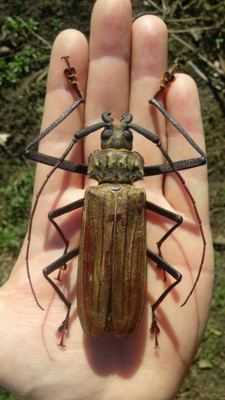 Coleoptera Prionidae Xixuthrus Costatus Male / A1 / 94 Mm / Rare