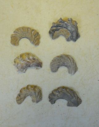 Mollusca - Cretaceous Period - Six (6) Ostera - 6o2