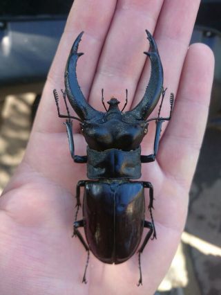 Coleoptera Lucanidae Hexarthrius Rhinocerus Chaudoiri A1/ 101 - 102 Mm / Sumatra