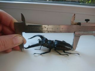 Coleoptera Lucanidae Hexarthrius rhinocerus chaudoiri A1/ 101 - 102 mm / Sumatra 2