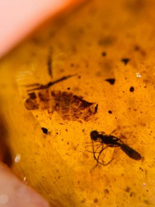 Unknown Item&wasp Bee Burmite Myanmar Burmese Amber Insect Fossil Dinosaur Age