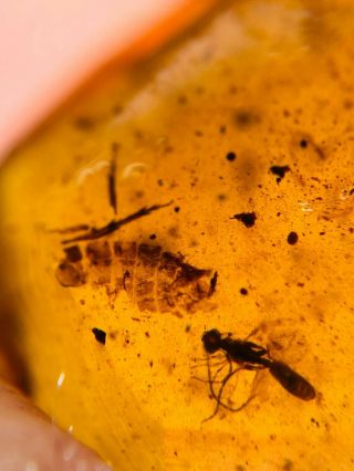 unknown item&wasp bee Burmite Myanmar Burmese Amber insect fossil dinosaur age 2