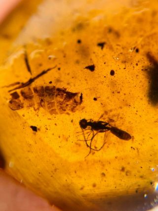 unknown item&wasp bee Burmite Myanmar Burmese Amber insect fossil dinosaur age 3