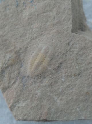 Fossils Trilobite Palaeolenus Lanlenoisi,  Very Rare,  Interest,  Cool 5