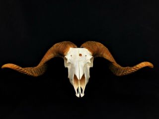 Ram Sheep Skull Professionally Crafted Huge Taxidemy Stuffed Tatto Curio Bone