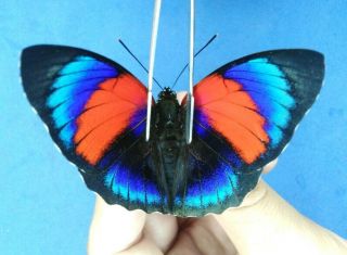 Agrias Beatifica Ssp X Lugens Male A1 Very Rare (fantastic Color) From Peru