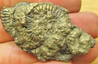 Stunning Full Golden Multi - Ammonite Fossil 53mm Jurassic Pyrite Uk Gold Minerals
