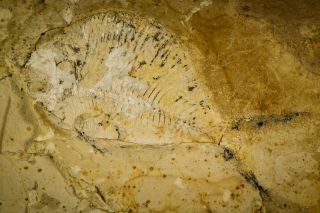 Unprepared 5.  67 " Unidentified Pycnodontiform Fossil Fish - Akrabou Fm