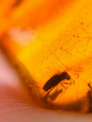 3 Unknown Fly Bug&beetle Burmite Myanmar Burma Amber Insect Fossil Dinosaur Age