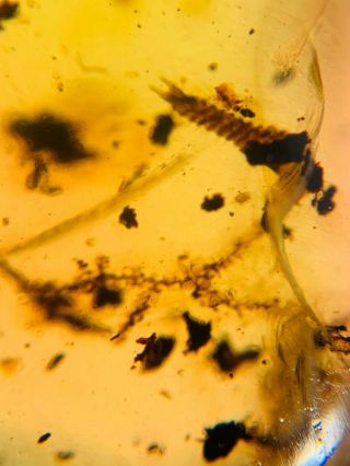 Unknown Bug Larva&plant Burmite Myanmar Burma Amber Insect Fossil Dinosaur Age