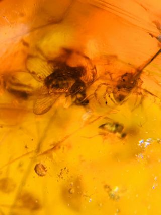 Lacewing&spider&fly Burmite Myanmar Burmese Amber Insect Fossil Dinosaur Age
