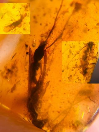 Unknown Bug&wasp&roach Burmite Myanmar Burmese Amber Insect Fossil Dinosaur Age