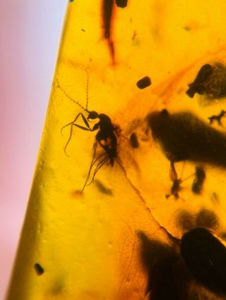 Mosquito Fly&plant Spores Burmite Myanmar Burma Amber Insect Fossil Dinosaur Age