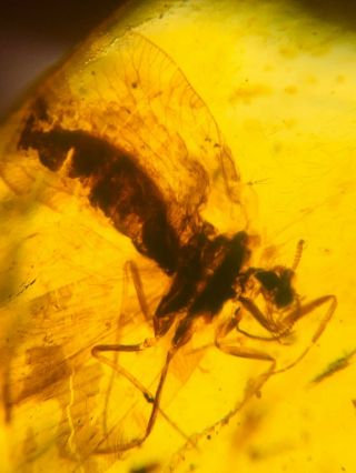 Neroptera Berothidae Lacewing Burmite Myanmar Amber Insect Fossil Dinosaur Age