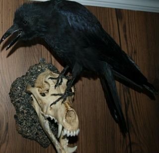 Raven On A Scull Taxidermy