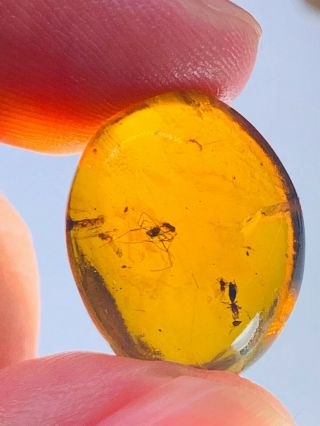 1.  83g Spider&wasp Bee Burmite Myanmar Burmese Amber Insect Fossil Dinosaur Age