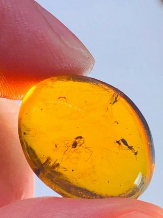1.  83g spider&wasp bee Burmite Myanmar Burmese Amber insect fossil dinosaur age 2
