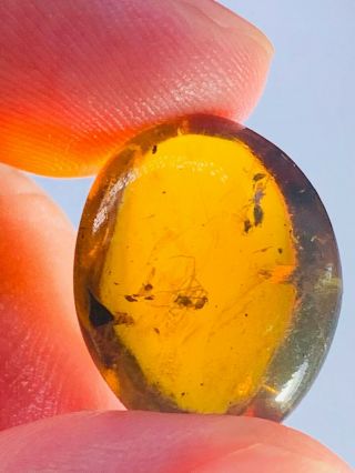1.  83g spider&wasp bee Burmite Myanmar Burmese Amber insect fossil dinosaur age 3