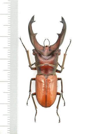 Lucanidae Cyclommatus Simalurensis 41mm From Simeulue