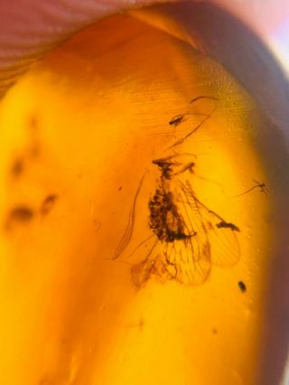 Neuroptera lacewing&3 mosquito Burmite Myanmar Amber insect fossil dinosaur age 2