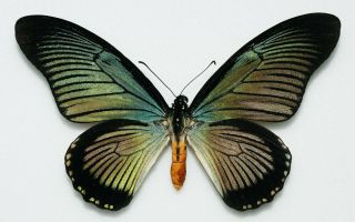 Papilionidae - Papilio Zalmoxis - Male - Colour Form