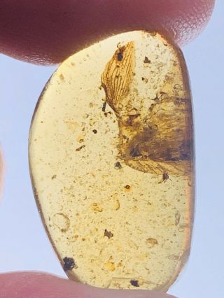 1.  77g Unknown Bug Wings Burmite Myanmar Burmese Amber Insect Fossil Dinosaur Age