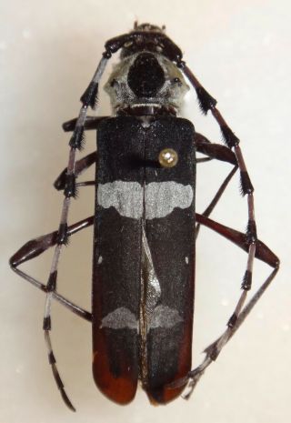 Cerambycidae Rosalia Funebris Female 30.  7mm California Longhorn Beetle Insect
