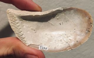 France Fossil Bivalve Pena Lamarcki Eocene Fossil